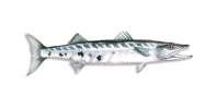 barracuda