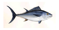 bonito