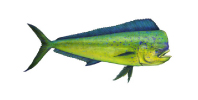 dolphin_fish