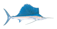 sailfish