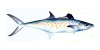 spanish_mackarel