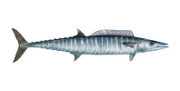 Wahoo