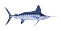 white_marlin
