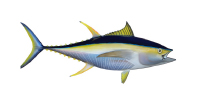 yellow_fin_tuna